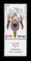 Nazareth Iris