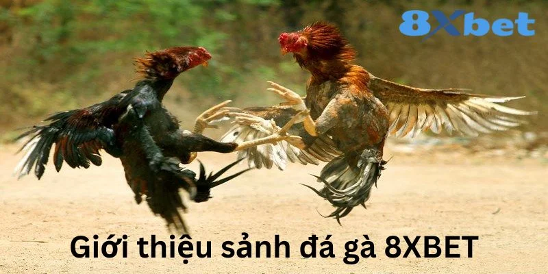 Đá gà 8XBET sơ lược