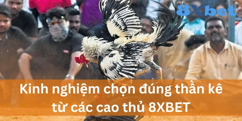 Đá gà 8XBET về kinh nghiệm từ cao thủ