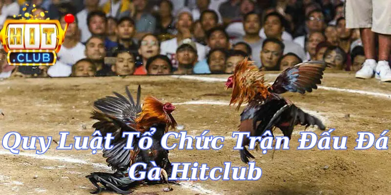 Quy Luật Tổ Chức Trận Đấu Đá Gà Hitclub