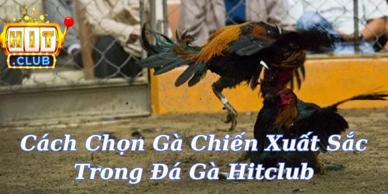 Cách Chọn Gà Chiến Xuất Sắc Trong Đá Gà Hitclub